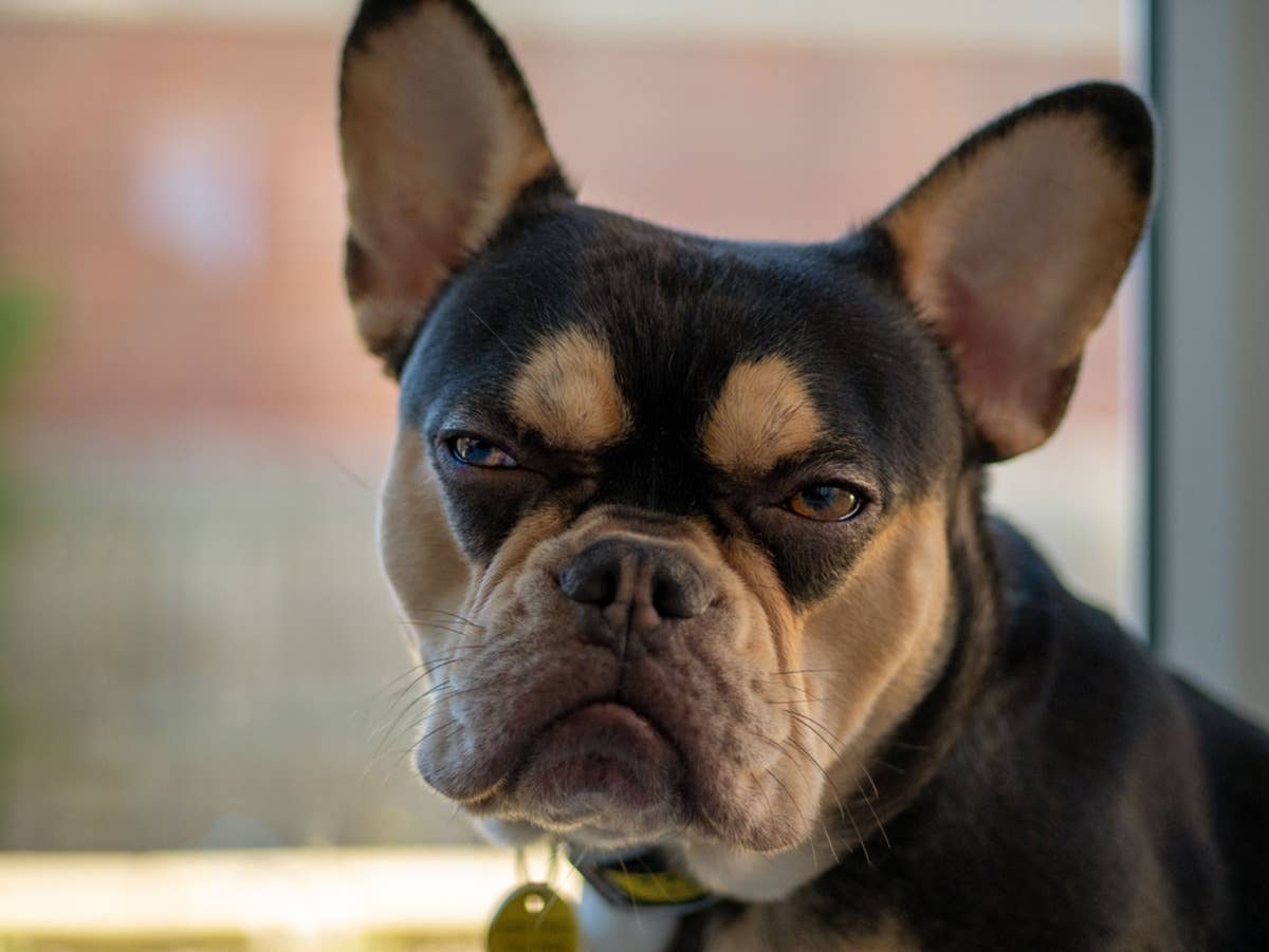 French Bulldog’s Annoyance Over Dog Park Being Closed Is LOL Funny ...