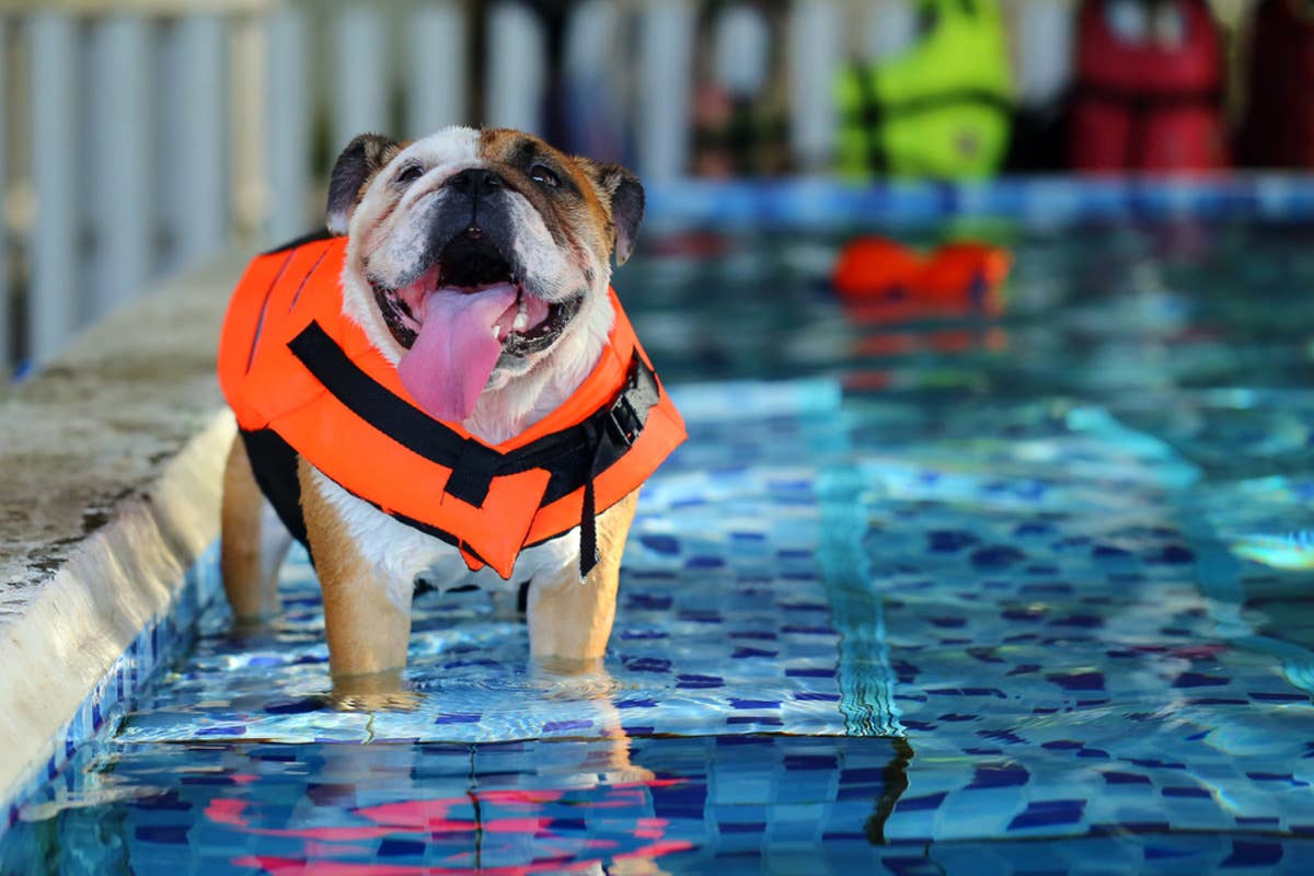 ‘Retired’ Bulldog Is Living His Best Life in the Pool - PetHelpful