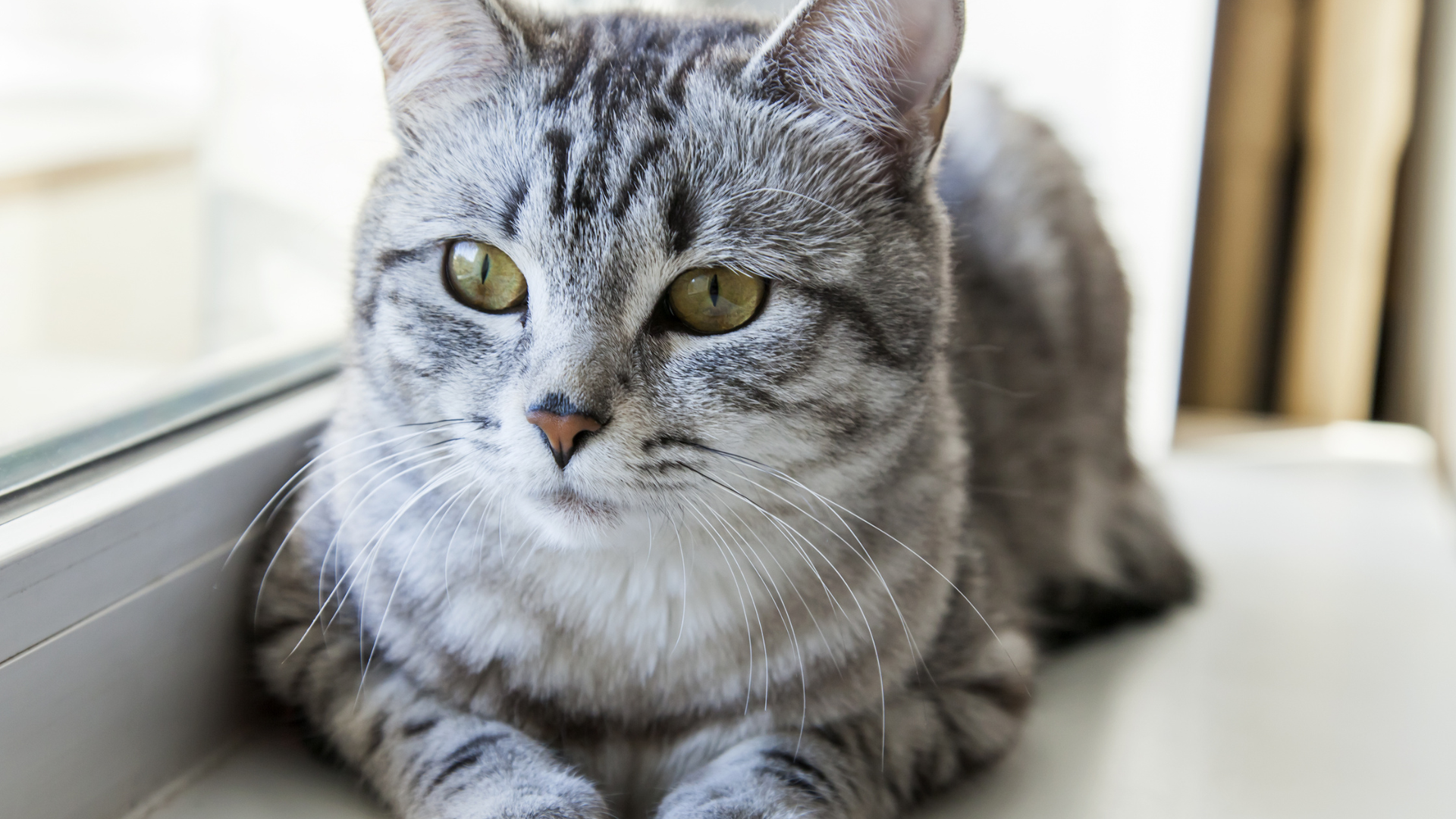 Non-Verbal Special Needs Cat Gives His First Meow and Breaks the ...