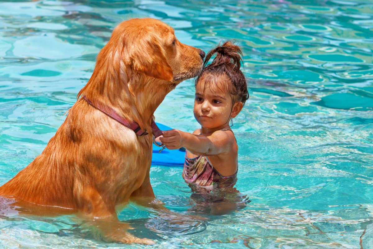 Human Tiddler Labrador Retriever Acts Just Like a Lifeguard When Human Toddler Tries ...