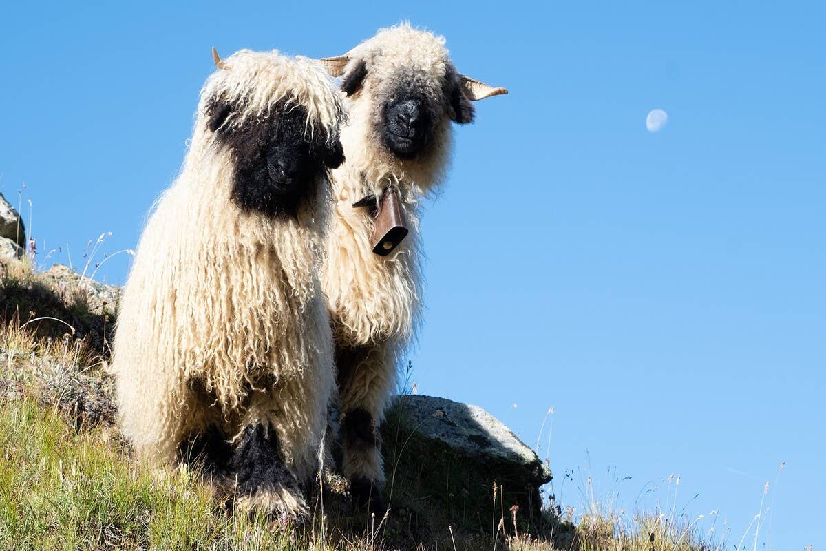 valais-blacknose-sheep.jpg?io=