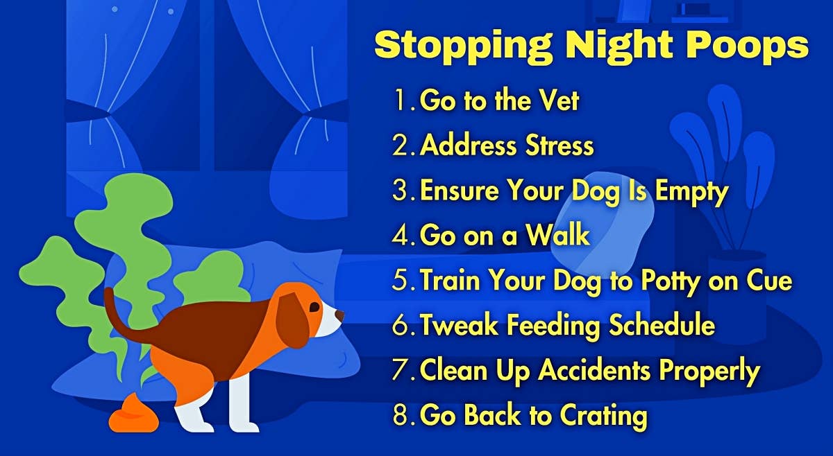 Stoping Poop Why Is My Dog Pooping in the Middle of the Night? - PetHelpful
