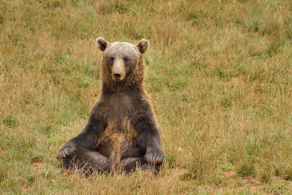 Bear Sets Up Shop at Family's Campsite and Sits Down to Eat Like a ...
