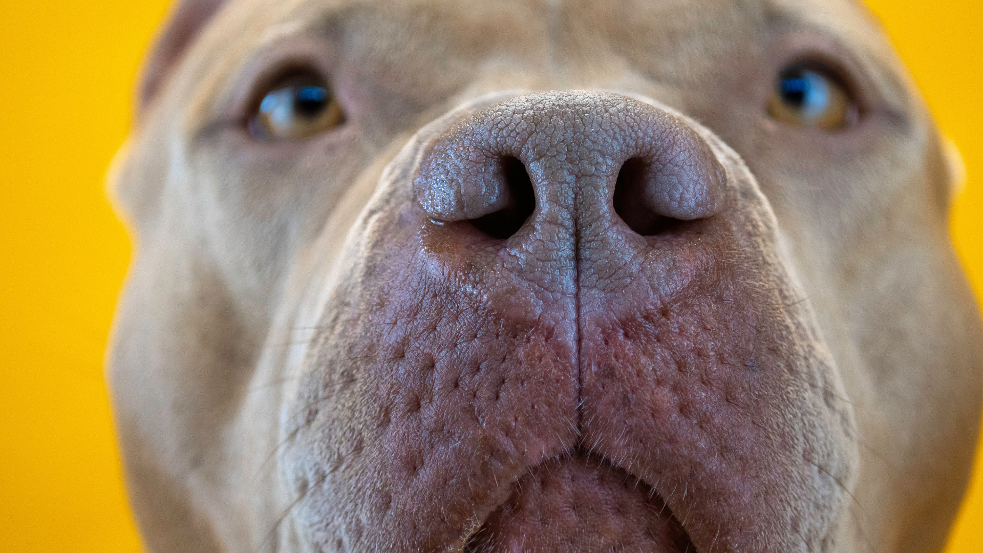 Dad Is Stunned When His Bully Dog Comes Into the Kitchen With a Fresh ...