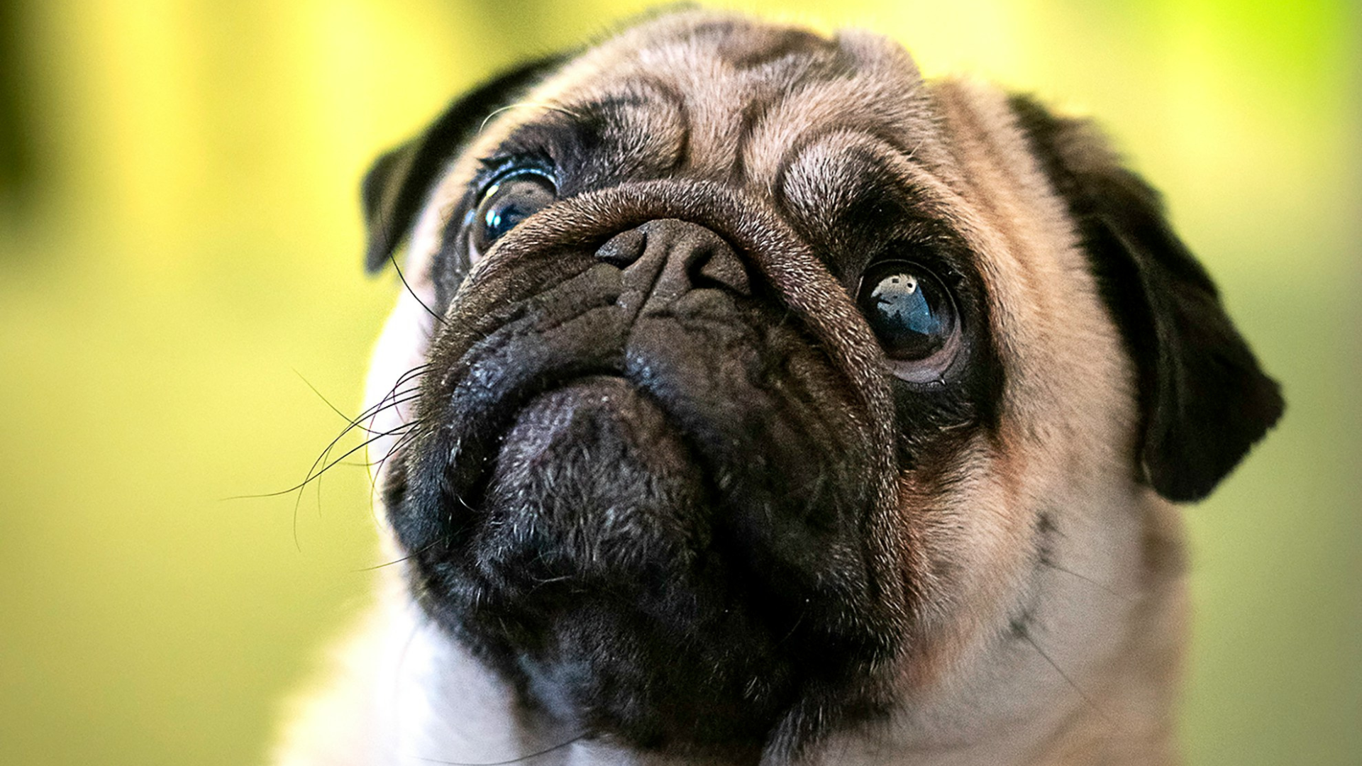 Pug's Bored Face While Attending Baseball Game Is Cracking People Up ...