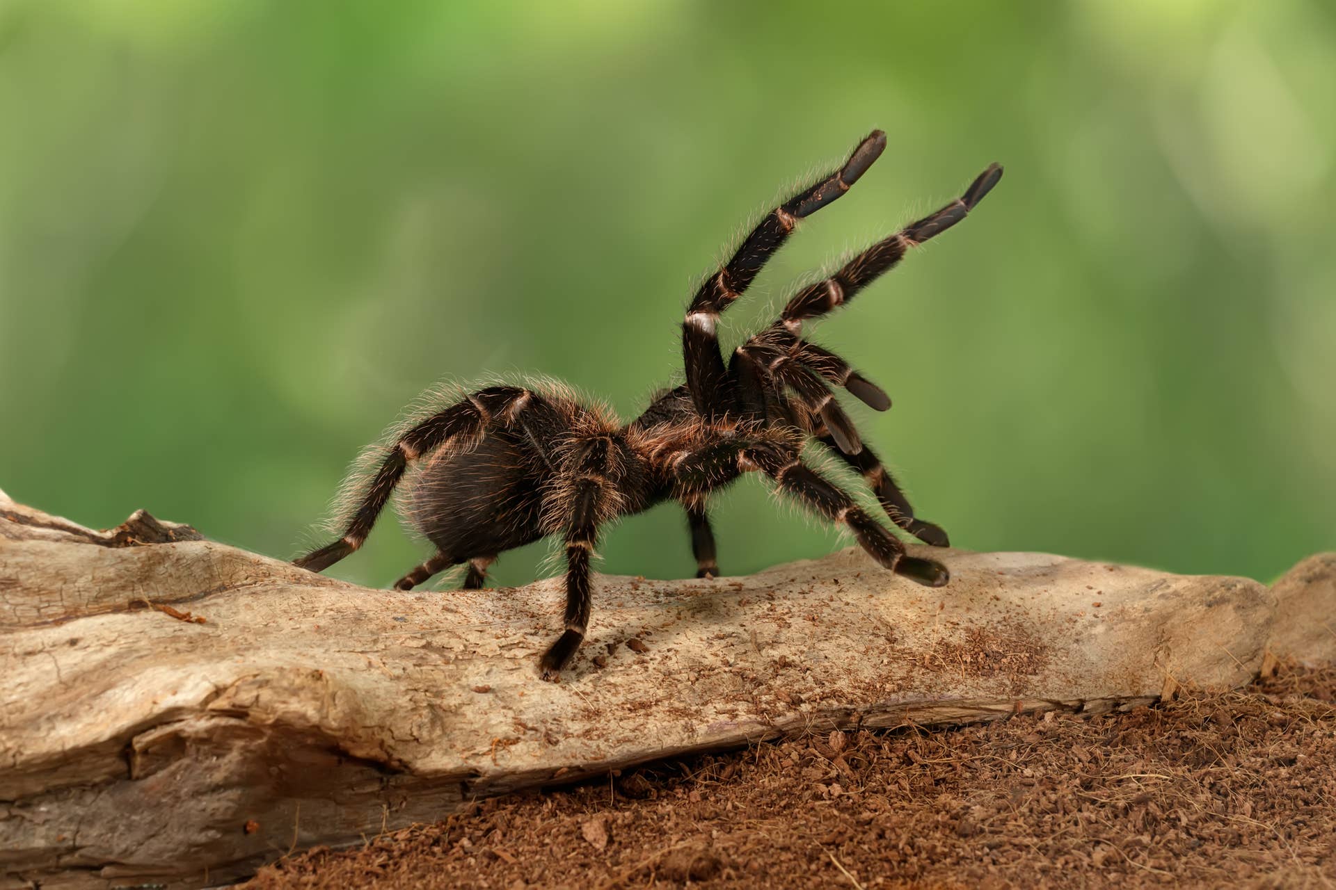 150+ Pet Spider Names That Are Creepy, Clever, and Cool - PetHelpful