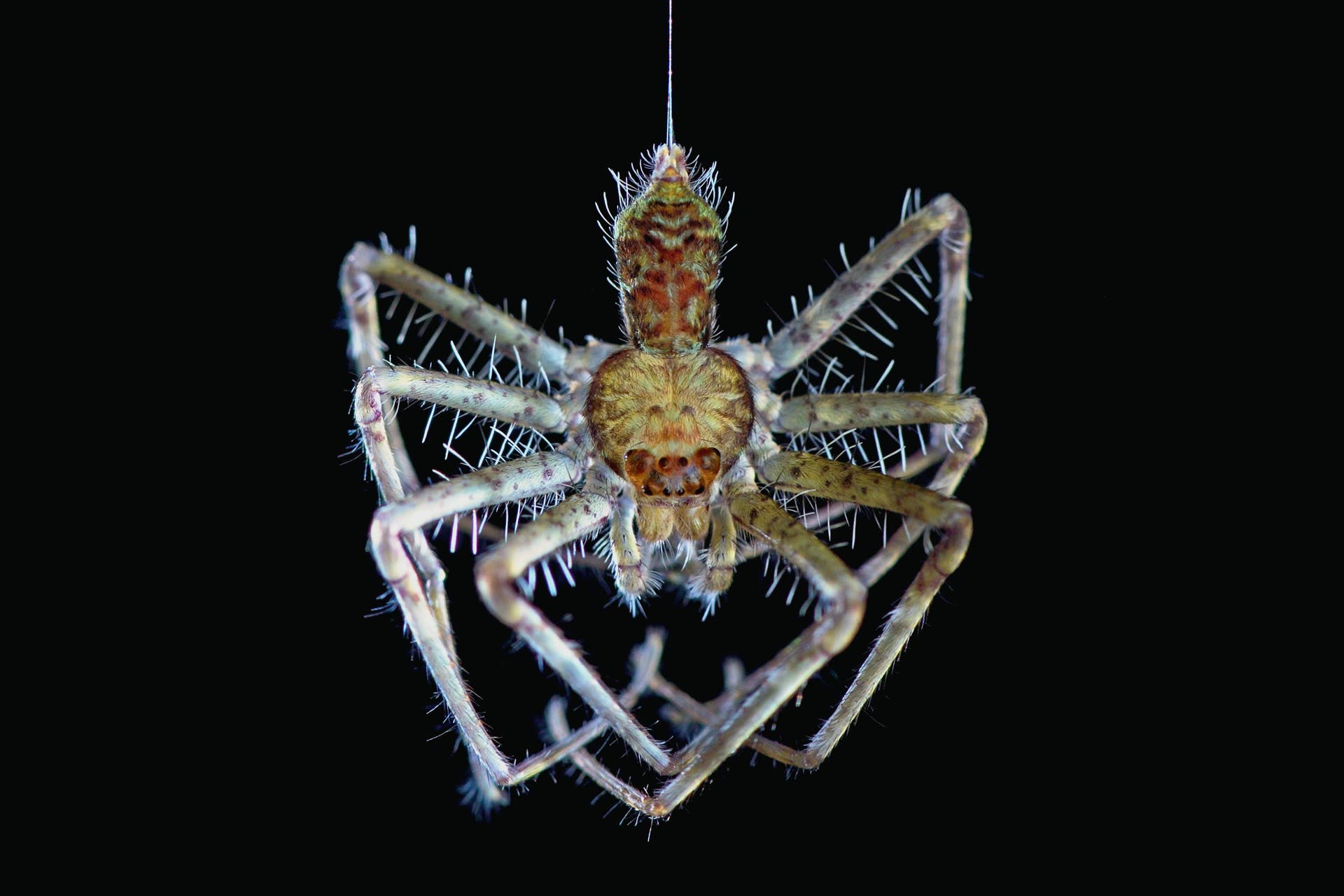 150+ Pet Spider Names That Are Creepy, Clever, and Cool - PetHelpful