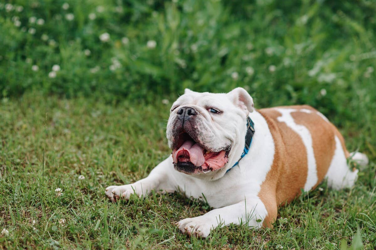 Bulldog and Newfie Puppies' Instant Bestie Connection Is Melting Hearts ...