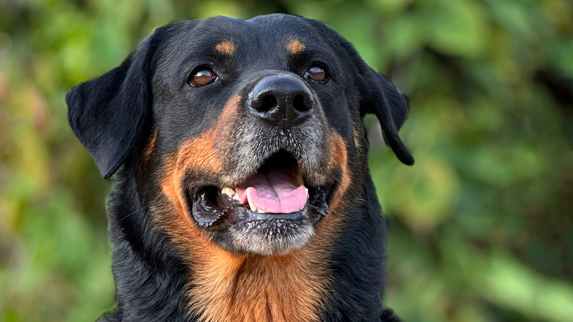 Rottie With Very Hare-y Surprise in Her Mouth Has People Stunned ...