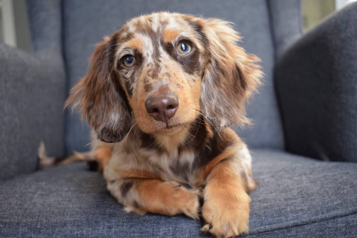 mini-dachshund-has-crash-out-but-it-s-cutest-thing-in-the-world