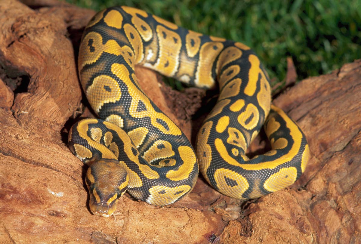 Python Animal Names 300+ Cute Pet Names for Your Animal Friends - PetHelpful