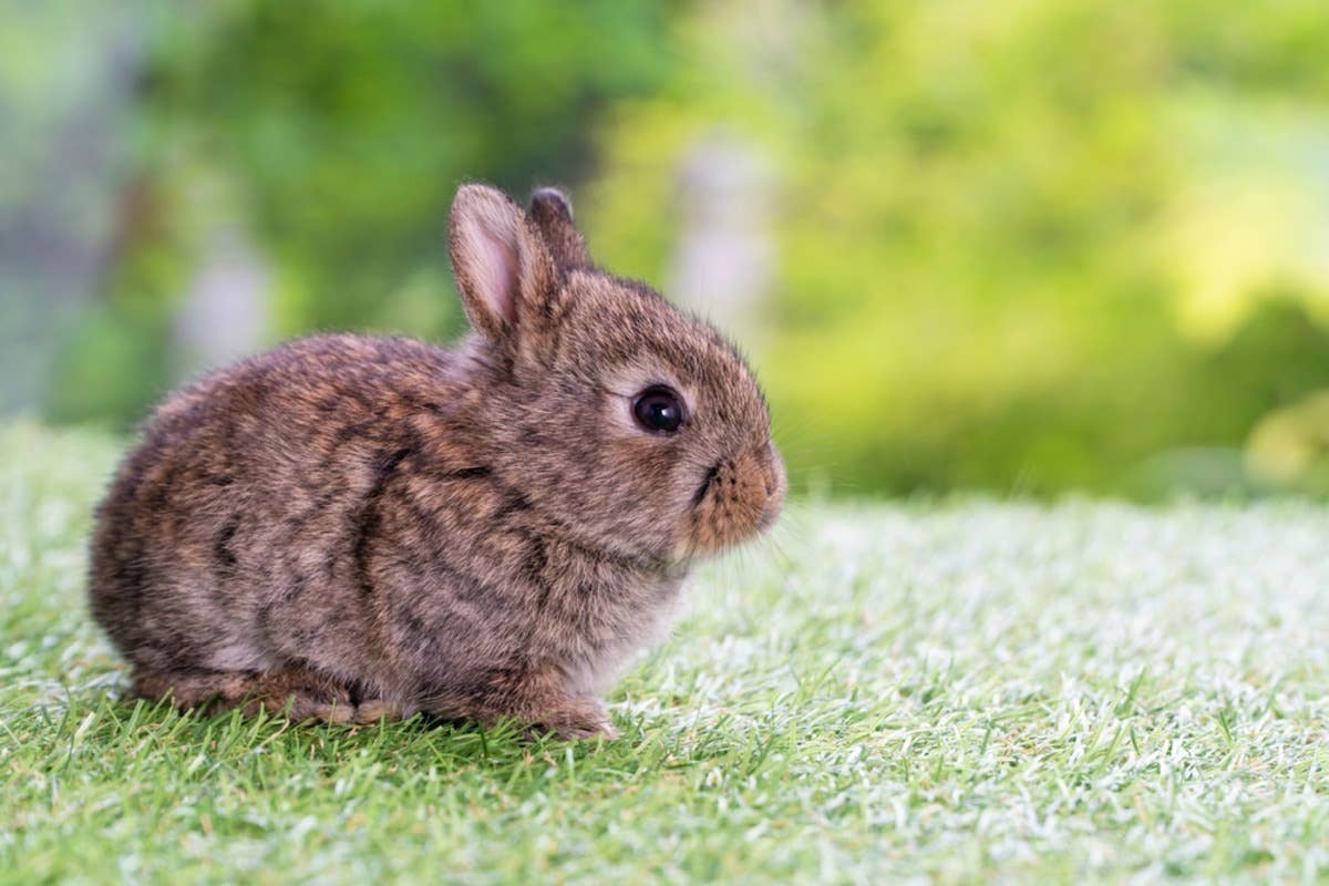 Bunny Throws a Fit and Refuses to Play With Any Other Toys When Mom ...