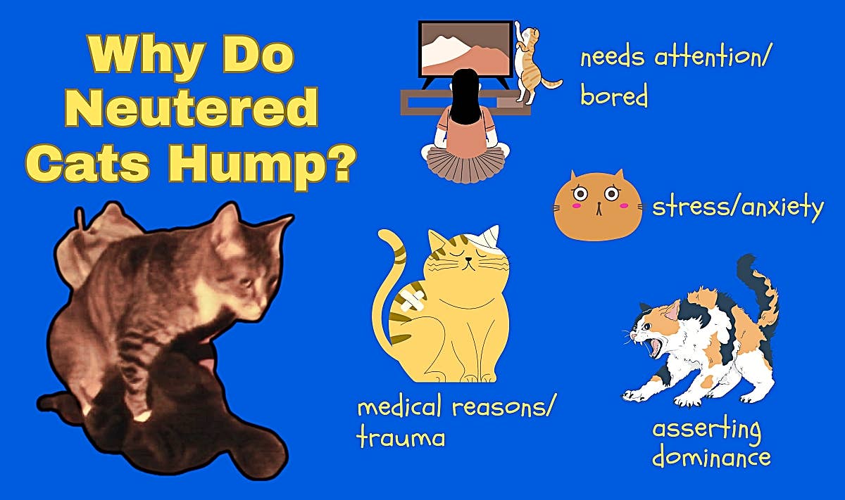 do male cats masturbate Do Cats Masturbate? Feline Behavior Explained main image 0