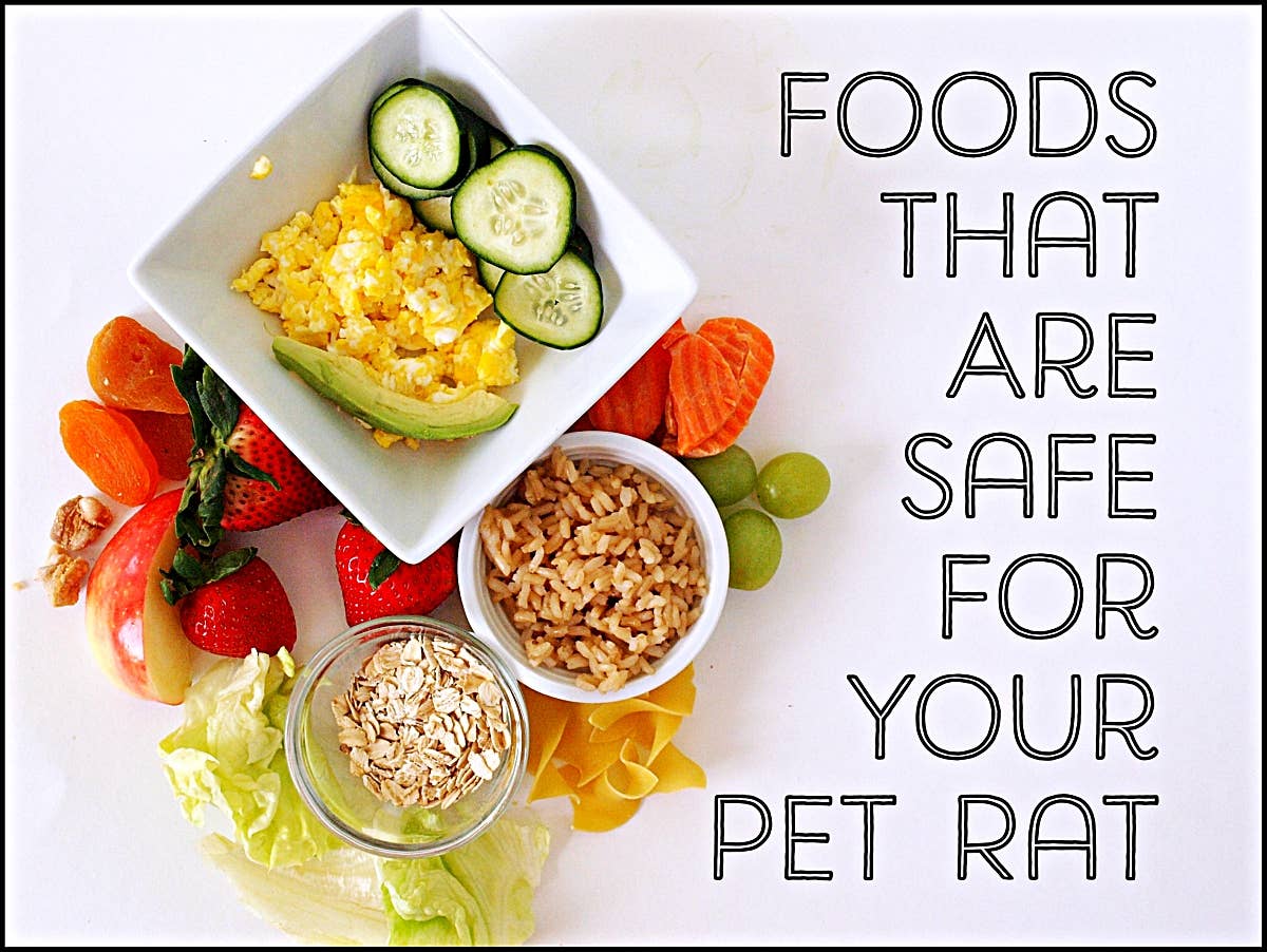 A List of Safe (and Unsafe) Foods for Your Pet Rat - PetHelpful