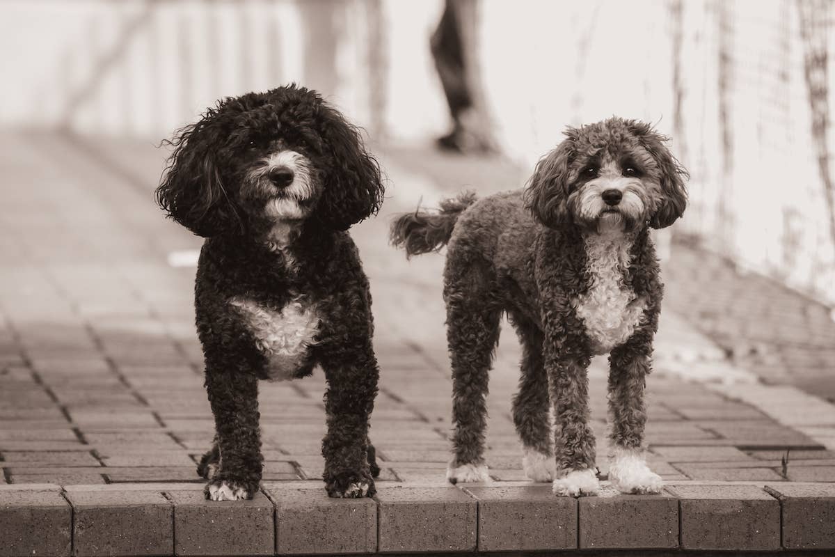 NYC Cavapoo Puppy's Surprise Reunion With Littermate Is Full of Joy ...
