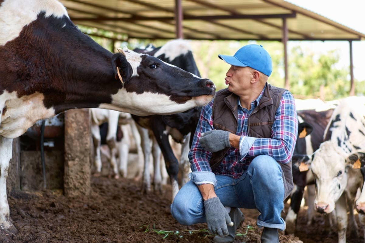 Adorable ‘Porch Cow’ Spends All Her Time Hanging Out, Living the Dream ...