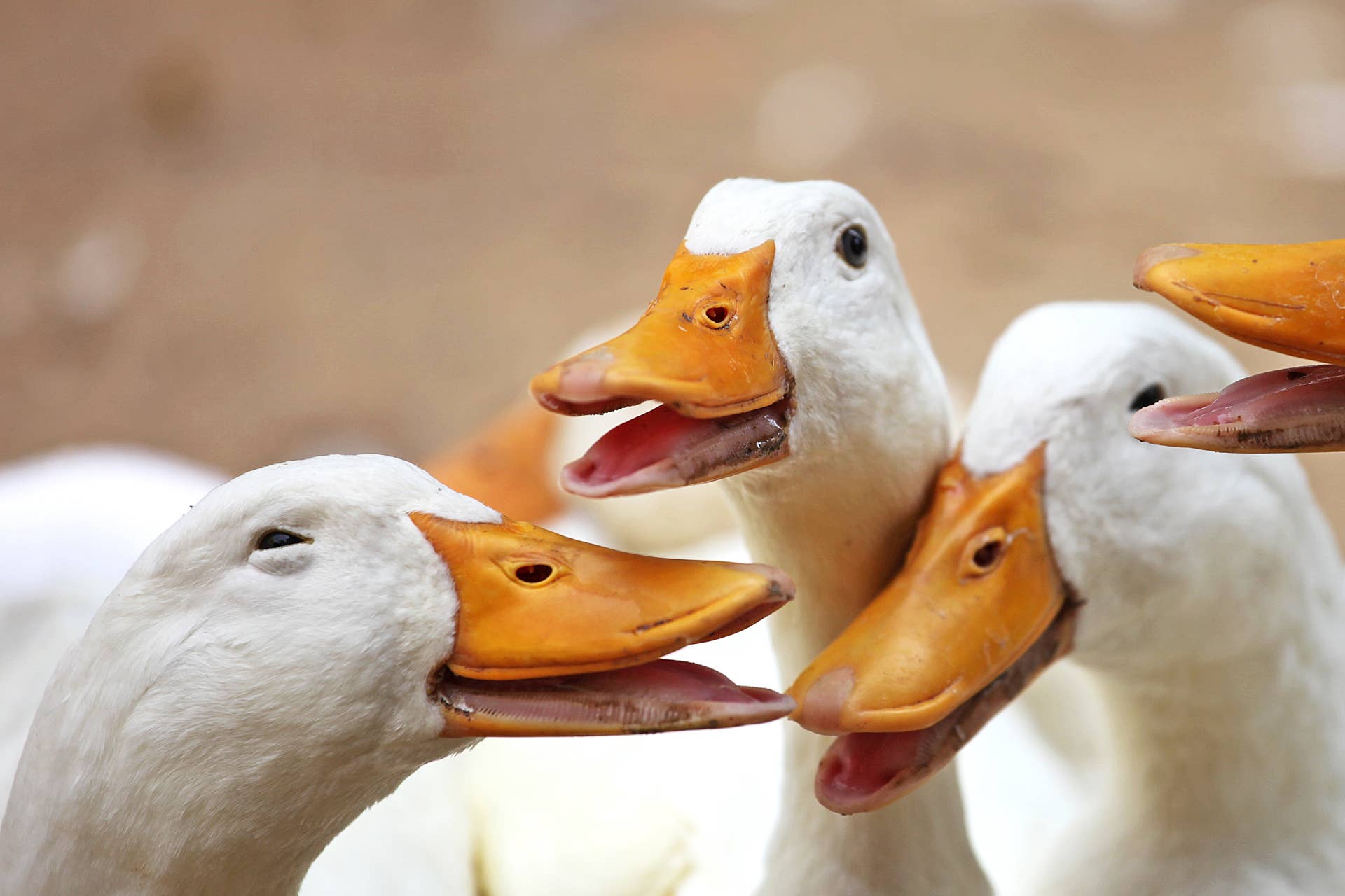 Duck Ruster Rooster - PetHelpful