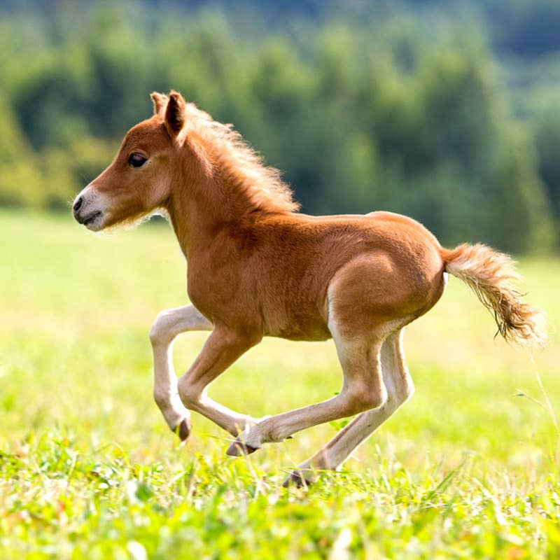 Baby Horse With a Case of the Zoomies Is Making Everybody Smile - PetHelpful