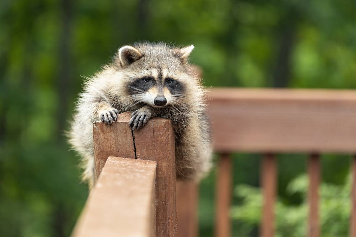 Chunky Raccoon Doing Parkour in the House Is So Perfect - PetHelpful