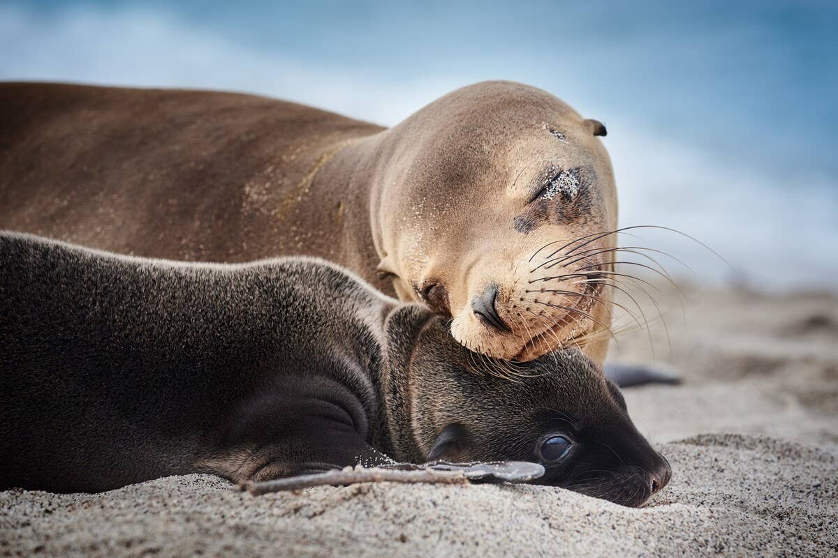 Video of Seal Pup Happily Reuniting With Mom Is Simply the Best ...
