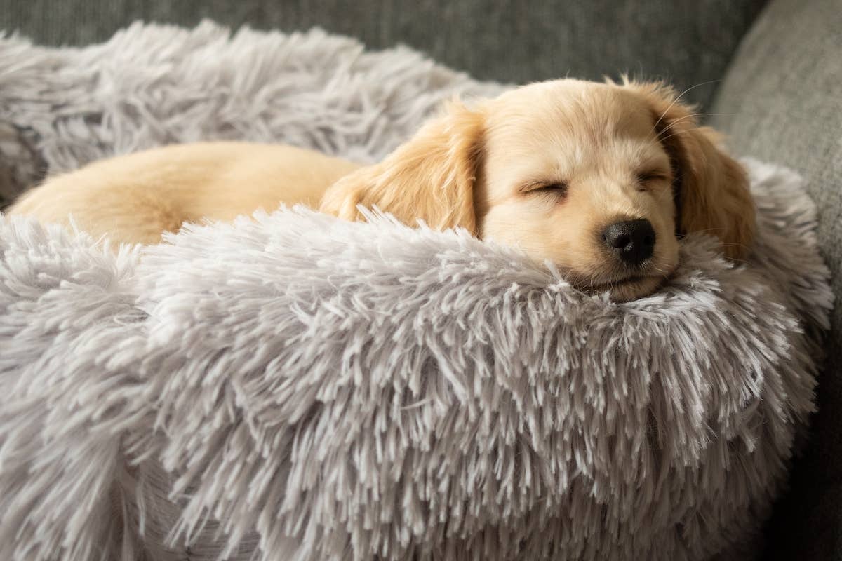 Dogs Are Love to Nap in This Quirky and Cute Octopus Bed - PetHelpful