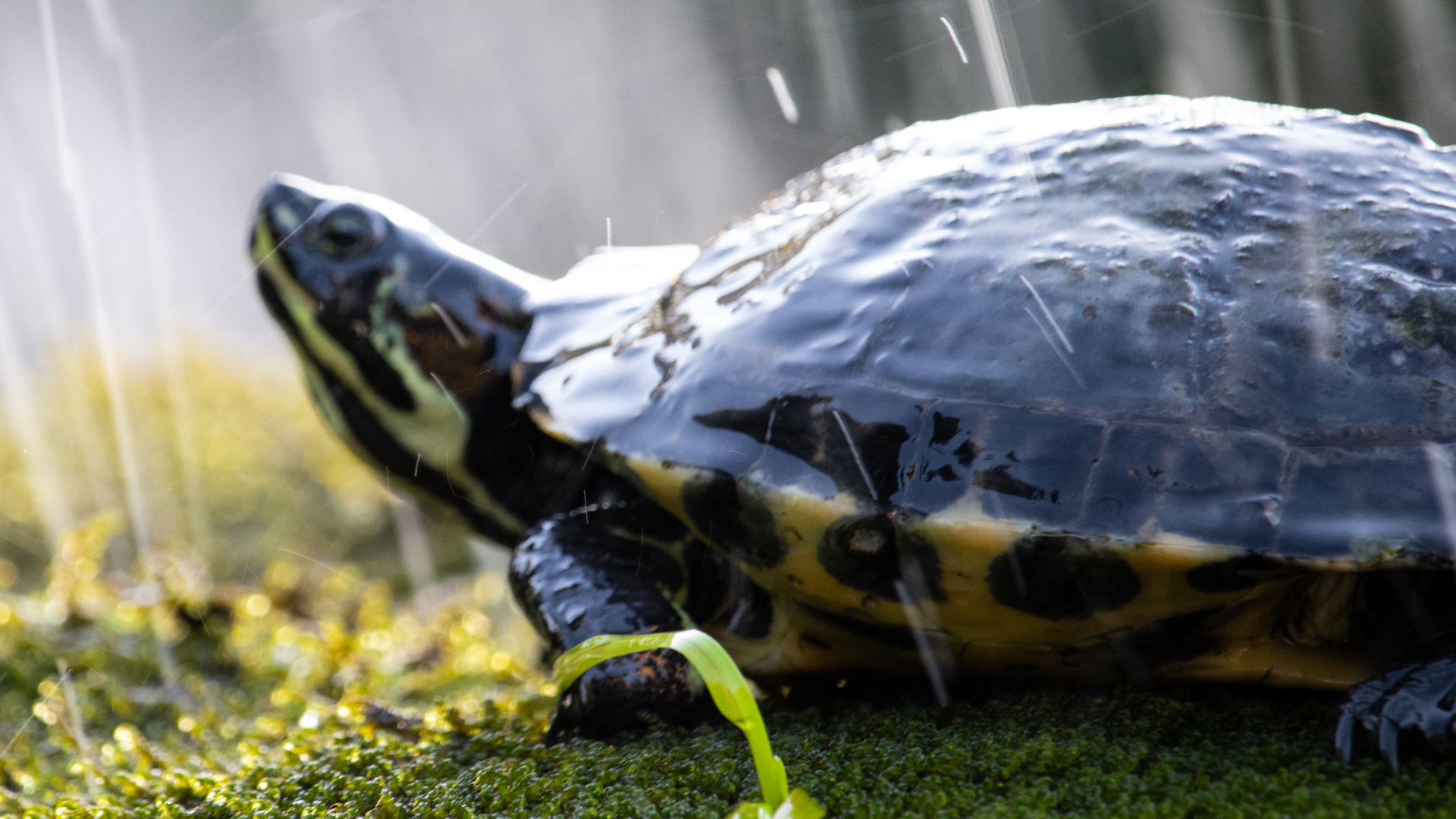 Tortoise’s Gentle Morning Routine in the Rain Is So Peaceful - PetHelpful