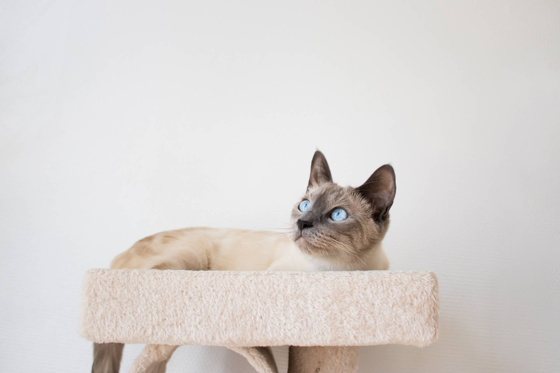 best cat litter box no scoop Unipaws Cat Litter Box Enclosure