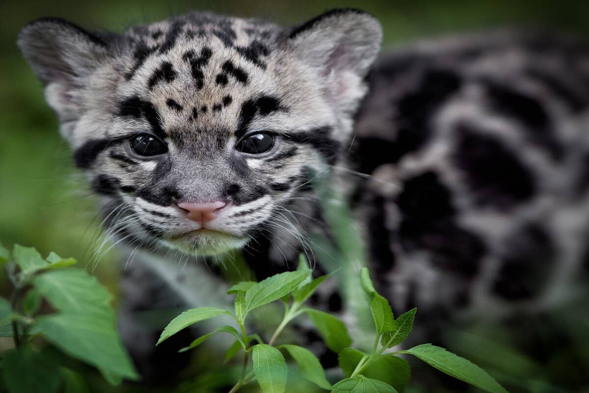 シム・シメール、【THE LITTLE CLOUDED LEOPARD】 a-clouded-leopard-cub.jpg