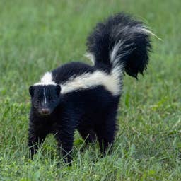 Five Skunks What to Do If You See a Skunk in Your Yard This Fall - PetHelpful