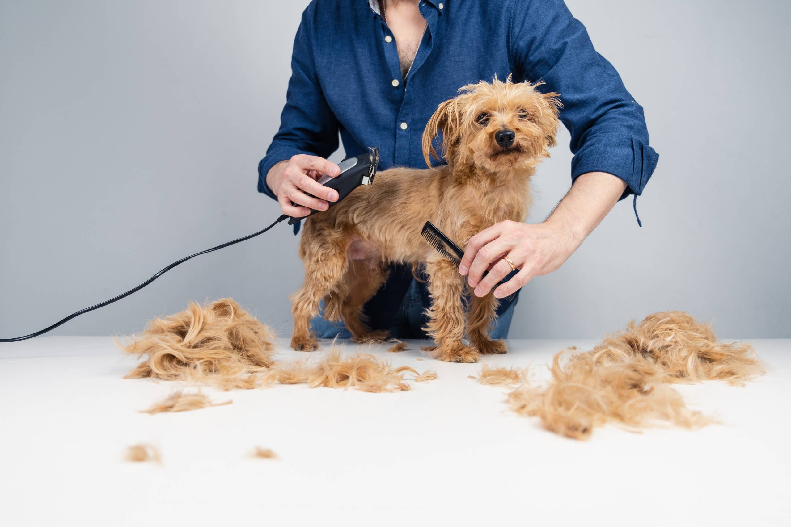 Learn Why Your Dog Sheds In Spring and If You Should Be Worried ...