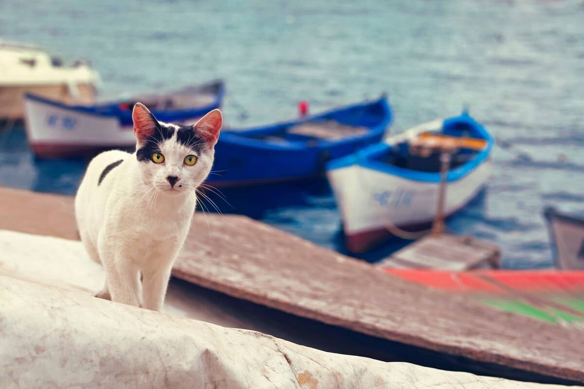 Fishing Cats’ Inspiring Story Deserves Its Own Movie - PetHelpful