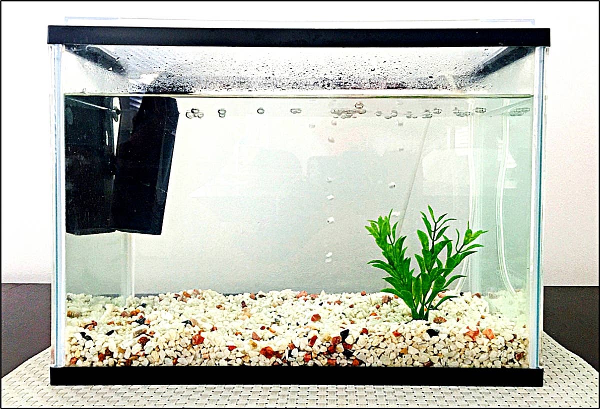 Caring for Your Aquarium 101 - PetHelpful