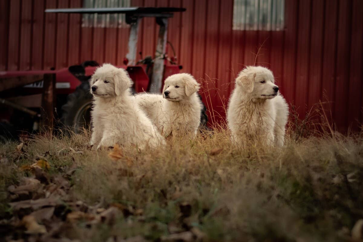10 Great Pyrenees Puppies Think a Chicken Is Their Mom And It's Too ...