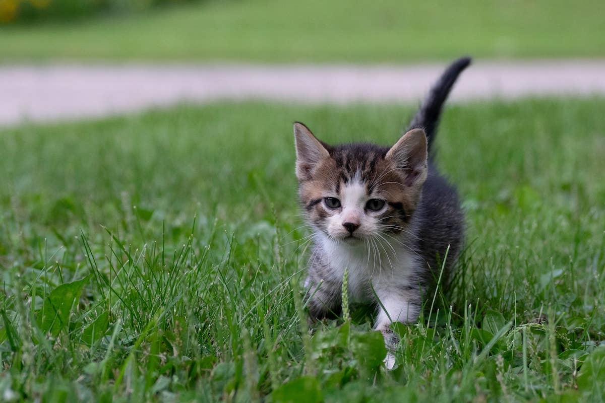 Tiny Stray Kitten Walks Straight Into His Forever Home After Woman Who ...