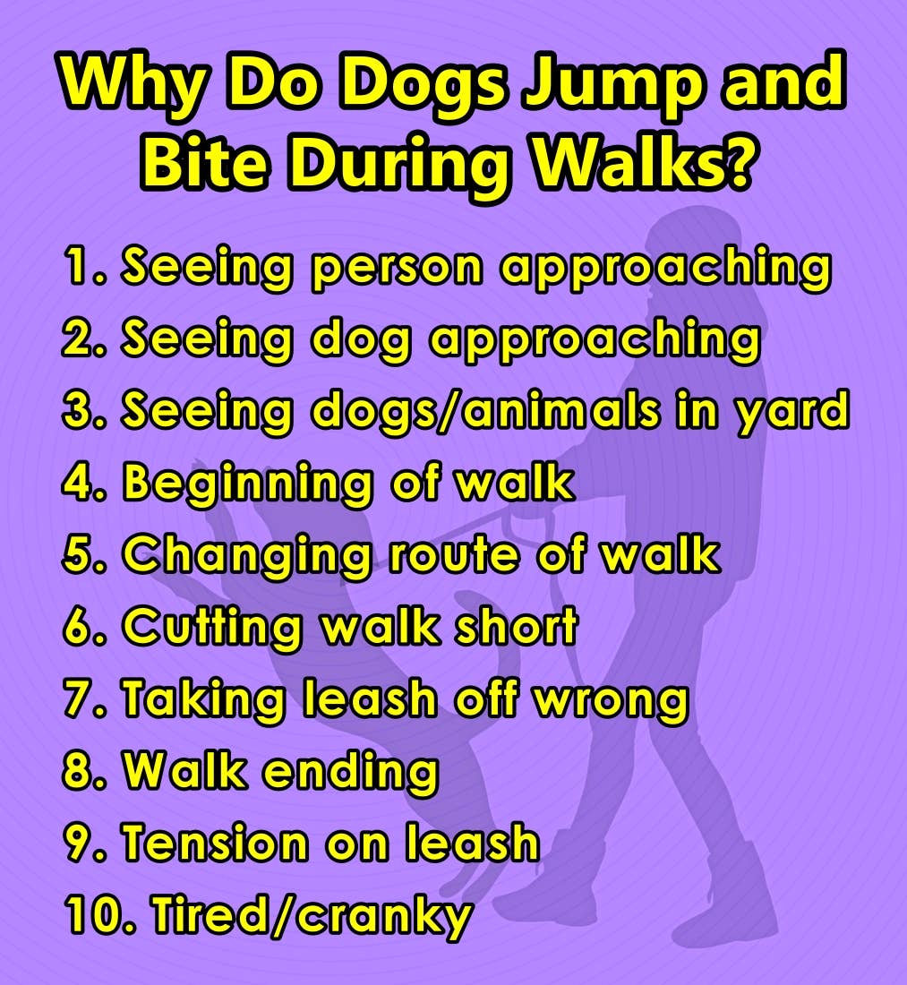 Why Is My Dog Jumping and Biting Me During Walks? - PetHelpful