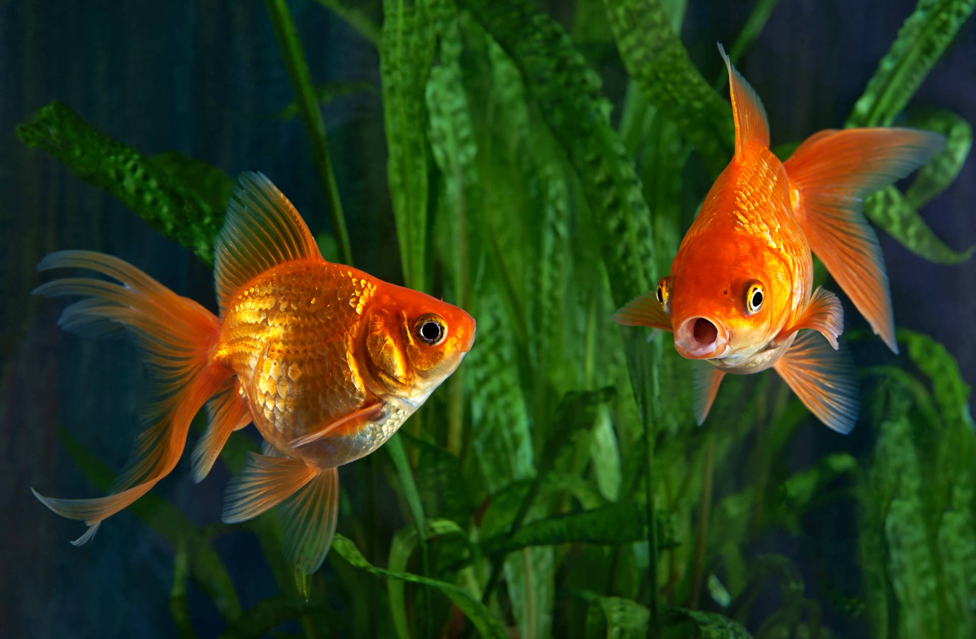 5 Things You Must Know Before Getting an Aquarium for Fish - PetHelpful