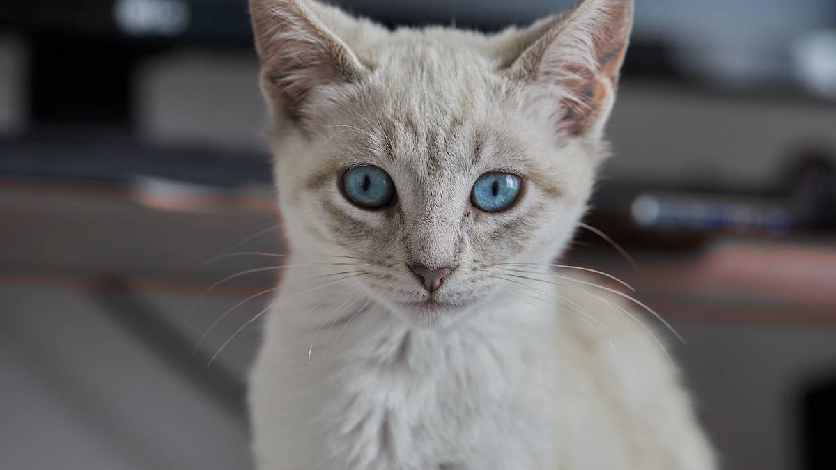 stray-injured-siamese-kitten-runs-to-stranger-for-help-and-finds-his