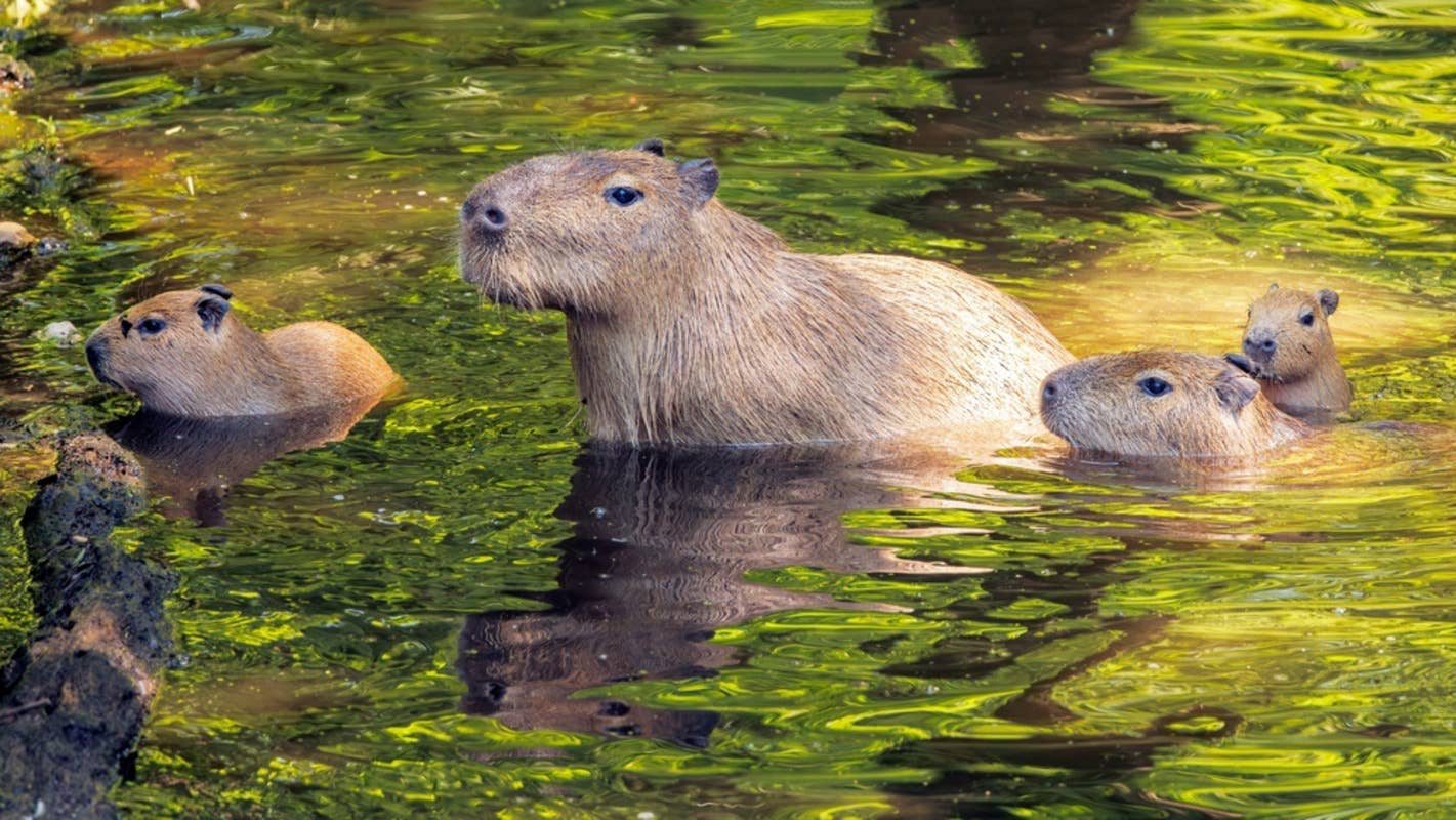 capybara3_4family_3yuさん12-13-2 capybara3_4family_3yuさん2-12-10 【公式通販】