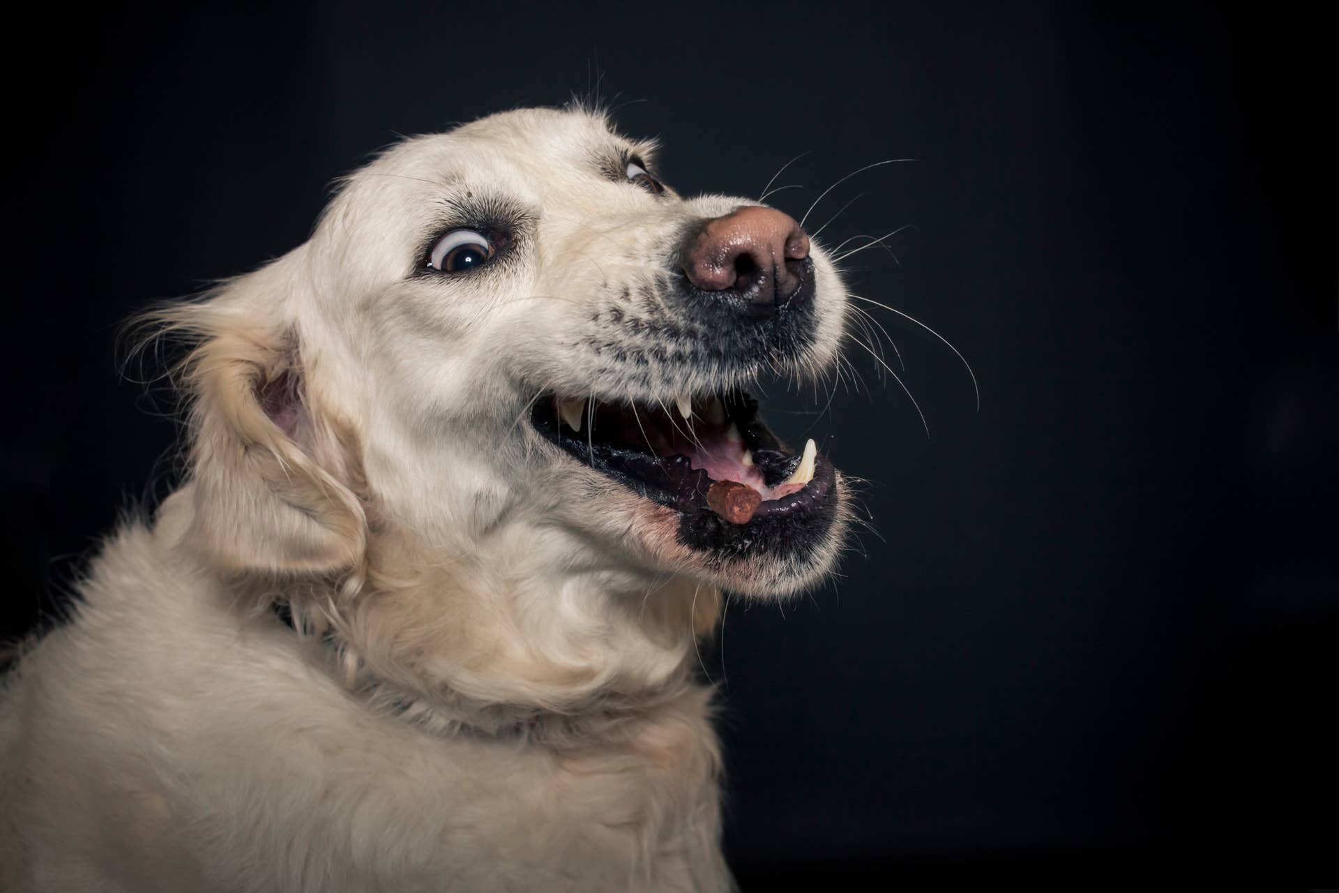 Golden Retriever’s Reaction to Spooky Halloween Decorations Is Cracking ...