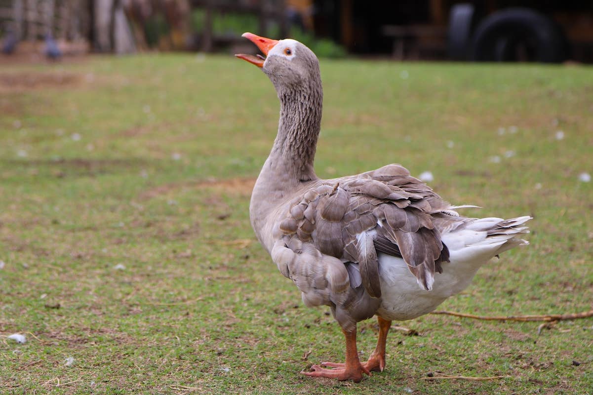 Baby Goslings Learning Their Names Like Puppies Proves How Smart These ...