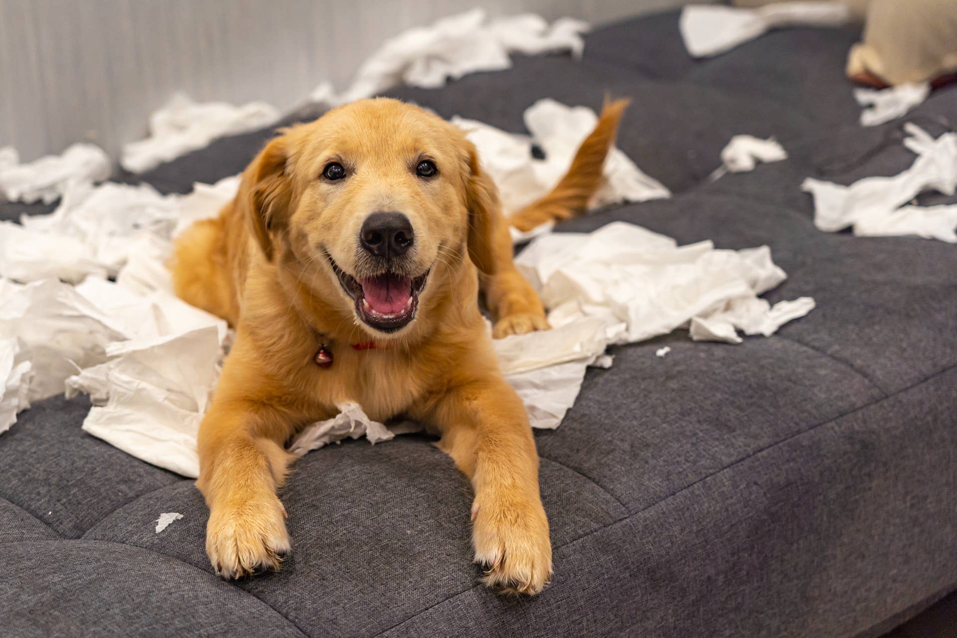 Bernese Mountain Dog’s 'Unhinged' Habits Go Viral - PetHelpful