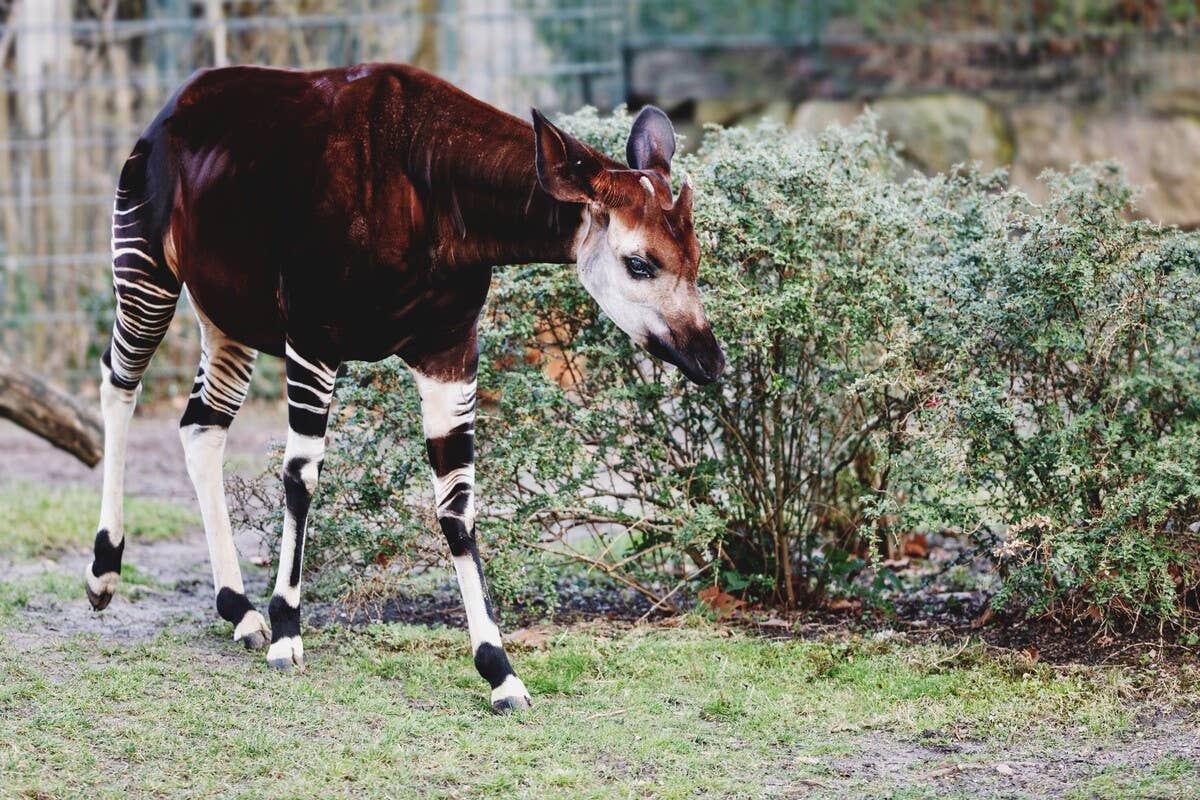 Baby Okapi Calf Takes His Very First Steps Outside in Precious Video ...