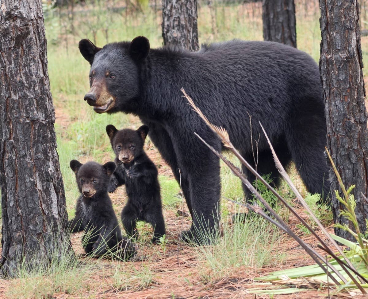 Mama Bear Goofing Around on a Play Set With Her Cubs Is Too Cute ...