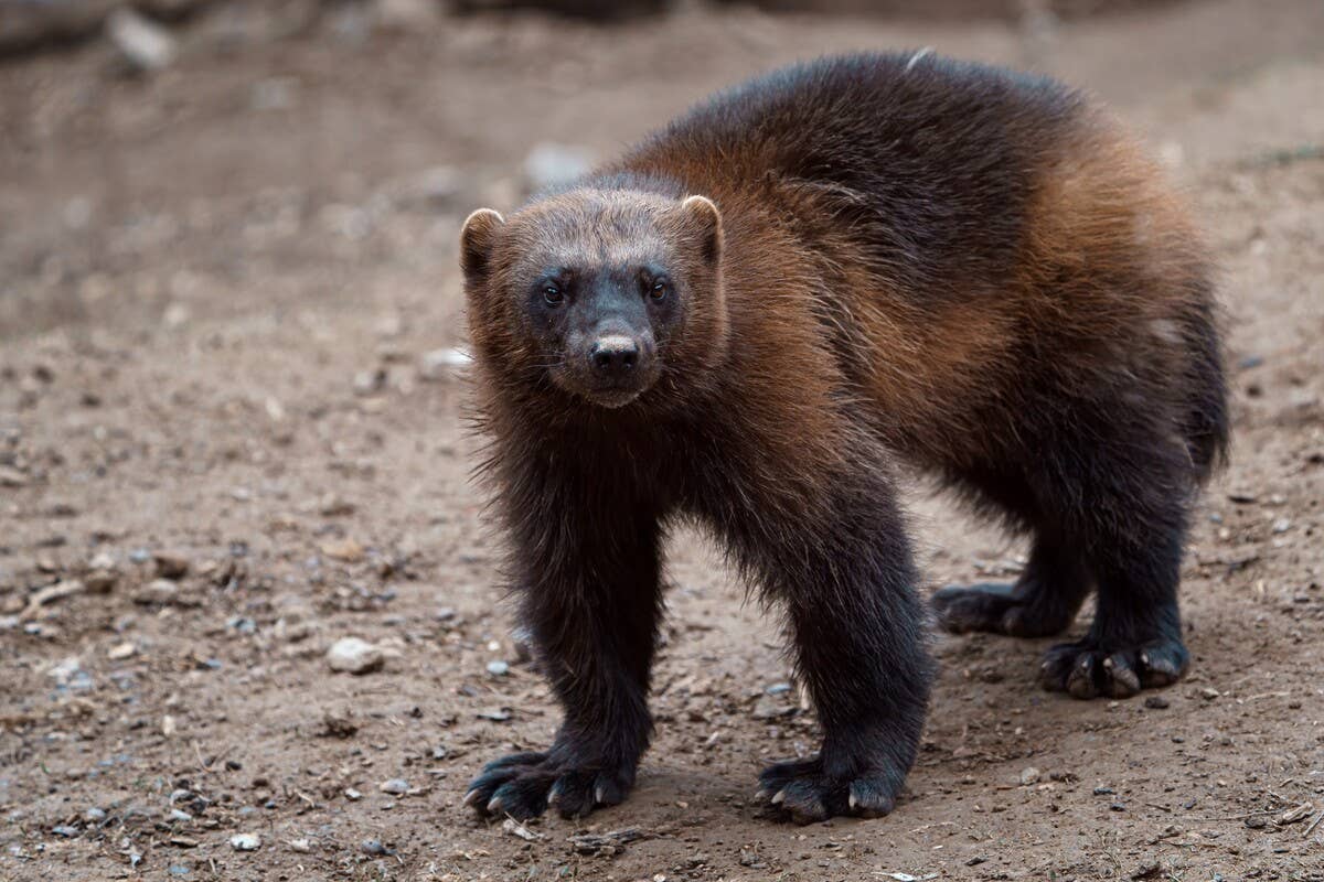 Wolverine Blocking Big Fluffy Wolverine Enjoying Playtime With His Fish Ice Block Is the ...