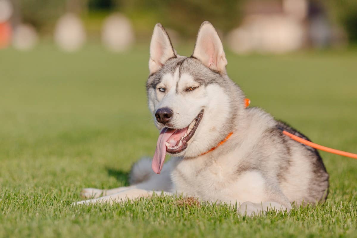 husky-on-leash-sitting-in-