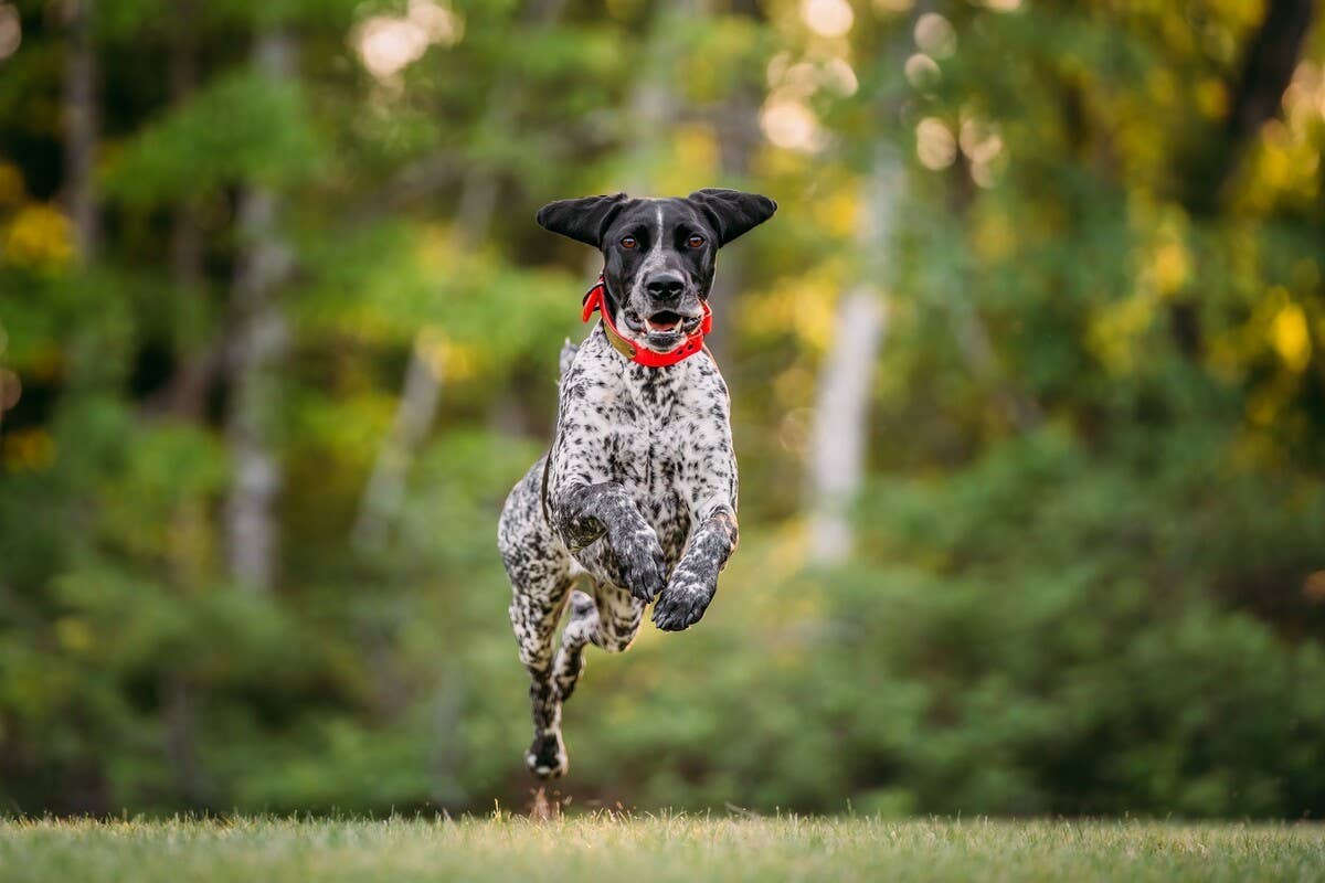 This Hilarious GSP Blooper Reel Is Perfection - PetHelpful