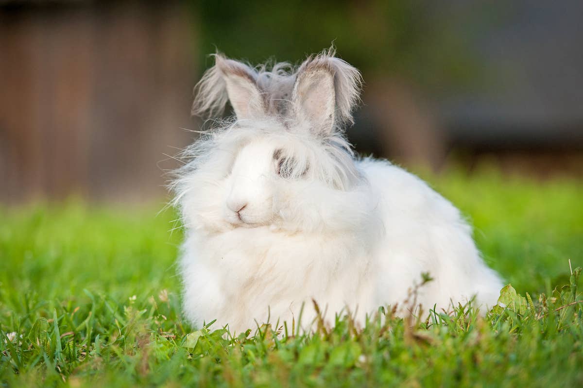 Unbelievably Fluffy English Angora Rabbit Has To Be Seen To Be Believed ...