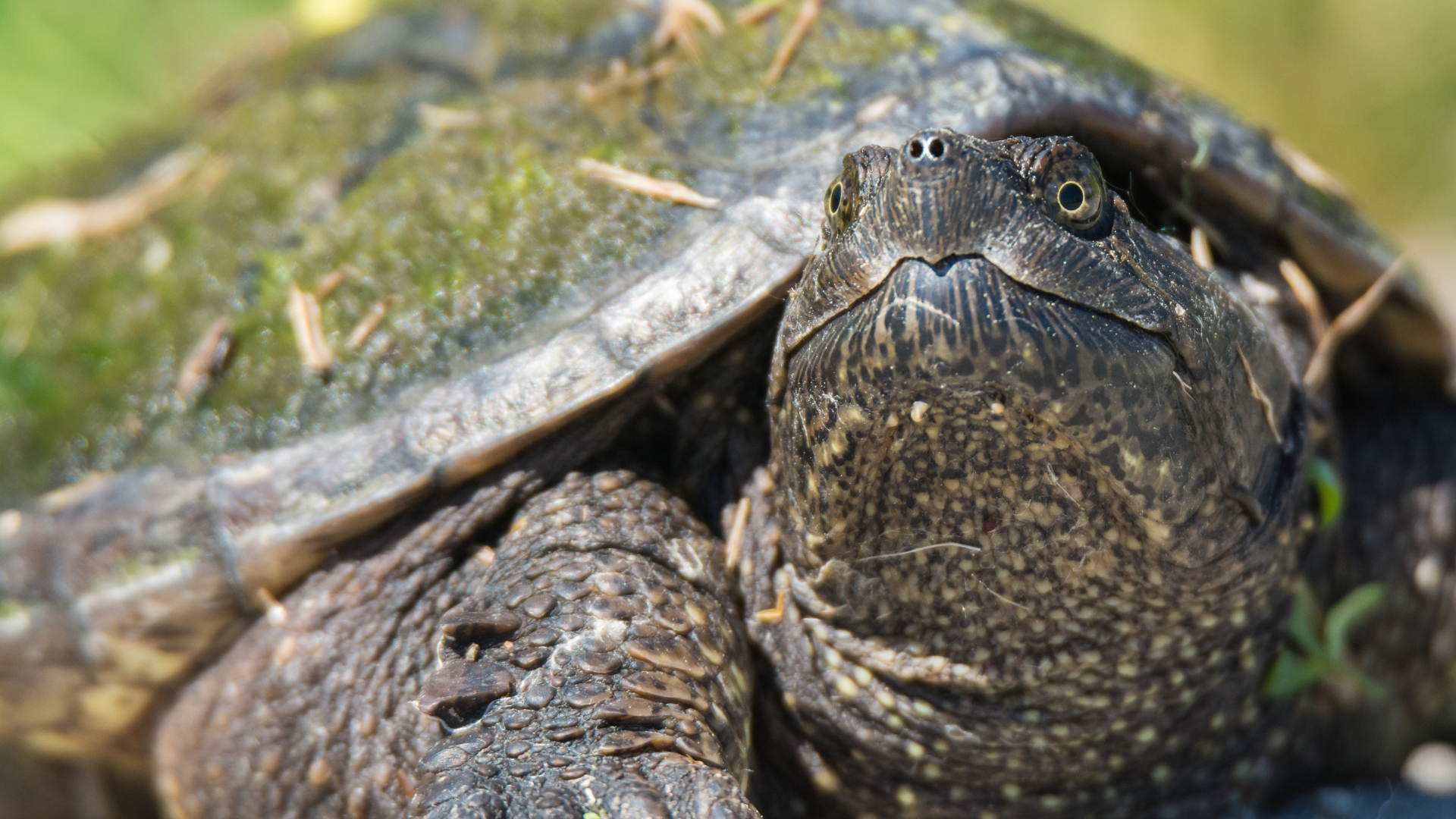 Woman’s Morning Wake Up From the Snapping Turtle Outside Is Perfection ...