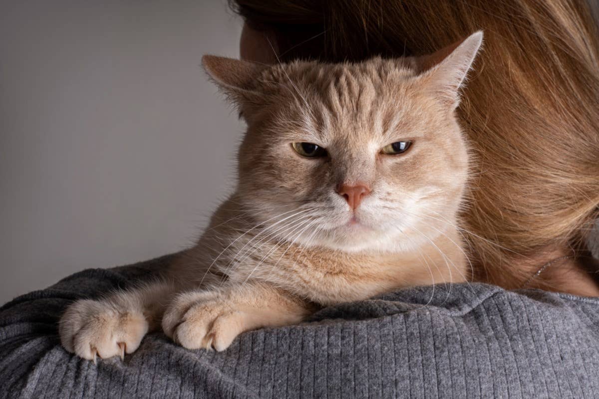 Things That Randomly Annoy Orange Cat Have Everybody Lol-Ing - PetHelpful