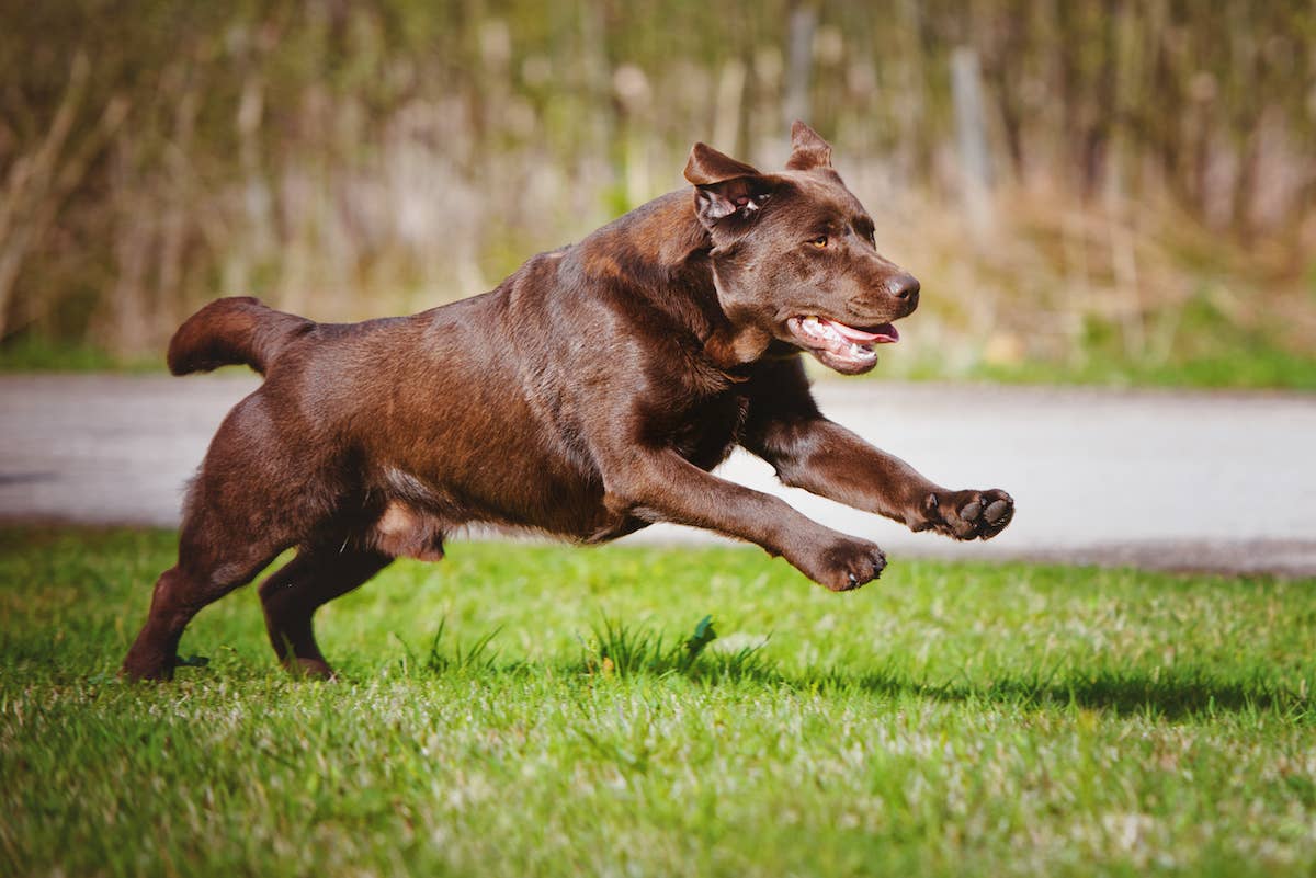 Black Labrador's Funny Playtime Spins and Growls Are Impossible to ...